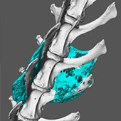 spine research image