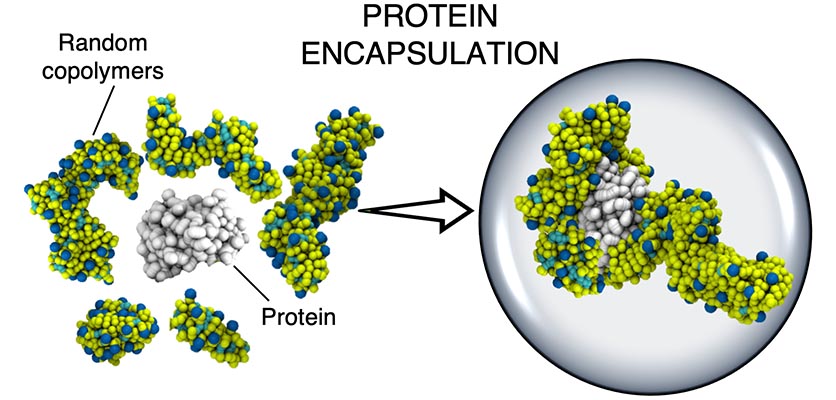 Image showing protein encapsulation