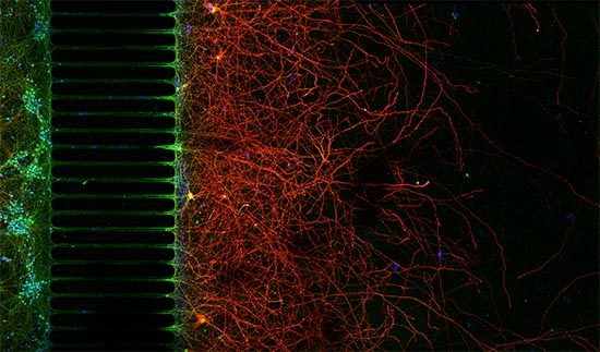 Neurites growing through a microfluidic device